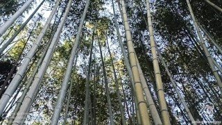 Exploring Tokyo’s Giant Sex Shops. 2nd Part!!