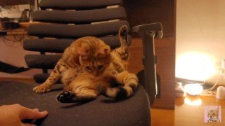 Looking at a cute kitty … . Playing with kitty in the morning makes me not want to go to work.